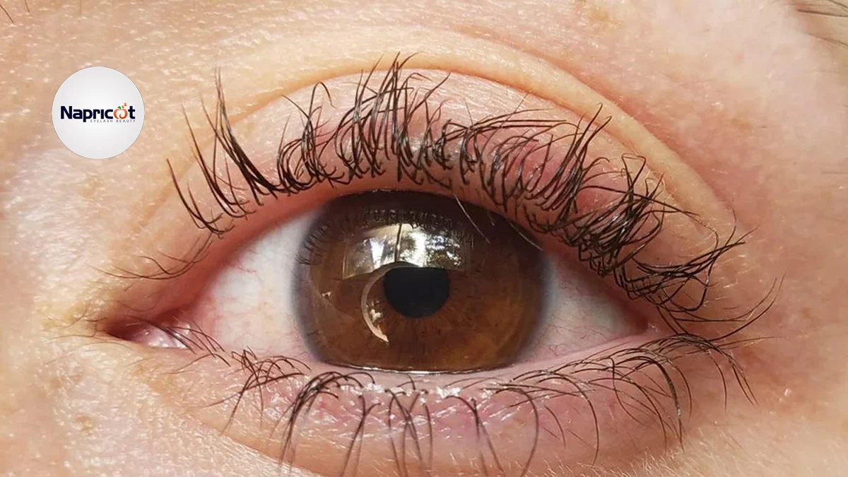 How to Grow Out Lash Lift? - Complete Guide with Expert Insights